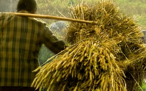 Seed Solutions