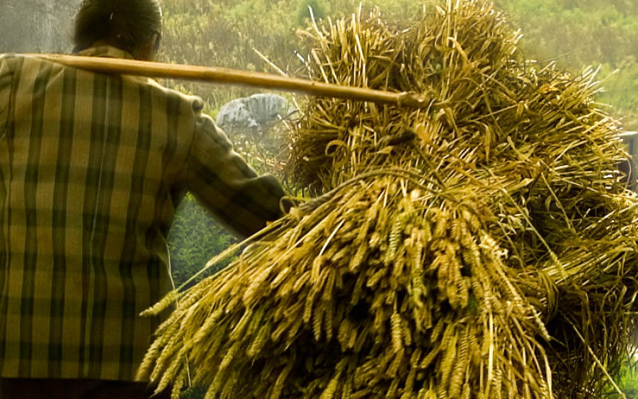 Seed Solutions