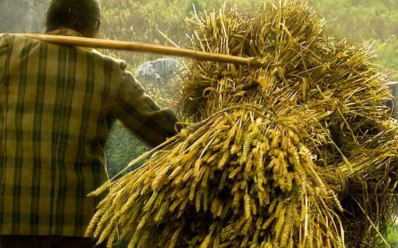 Seed Solutions